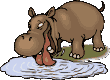 ippopotamo beve.gif